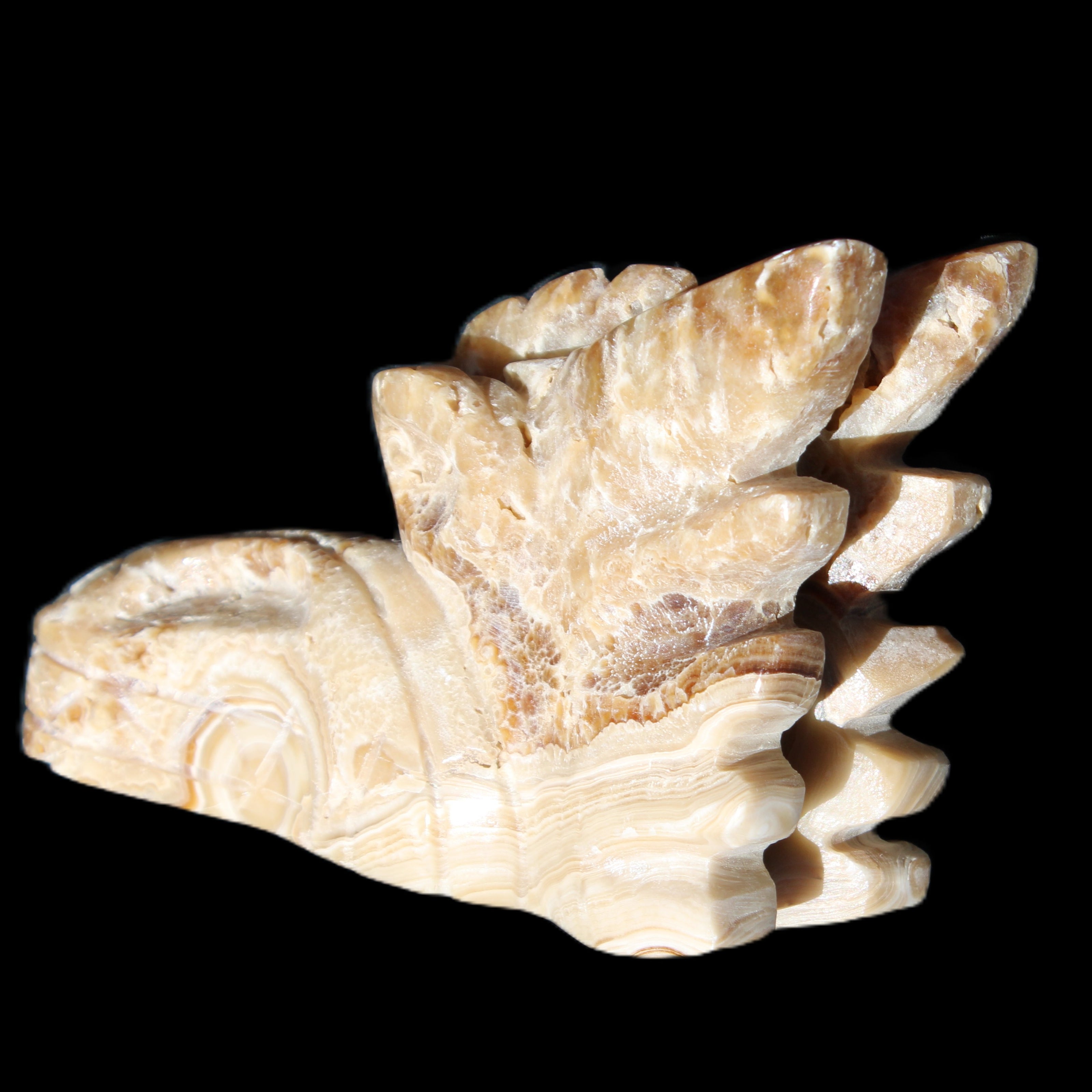 Chocolate Calcite Dragon's head hand-carved 118*41*85mm 494g in sunlight - Rocks and Things Store