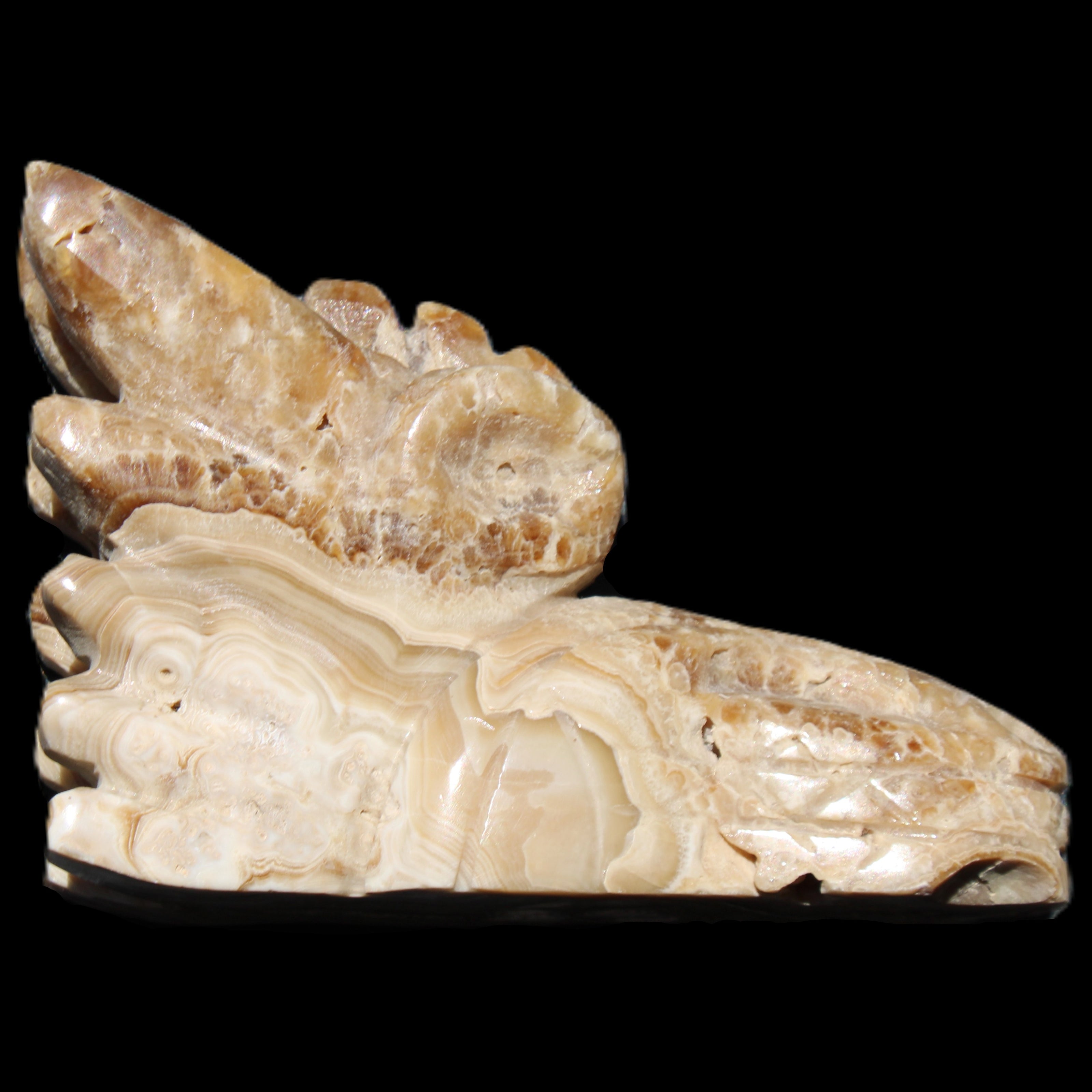 Chocolate Calcite Dragon's head hand-carved 118*41*85mm 494g in sunlight - Rocks and Things Store