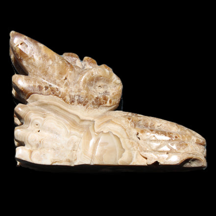 Chocolate Calcite Dragon's head hand-carved 118*41*85mm 494g in sunlight - Rocks and Things Store