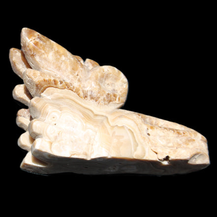 Chocolate Calcite Dragon's head hand-carved 118*41*85mm 494g in sunlight - Rocks and Things Store