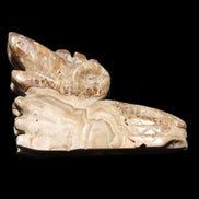 Chocolate Calcite Dragon's head hand-carved 118*41*85mm 494g in sunlight - Rocks and Things Store