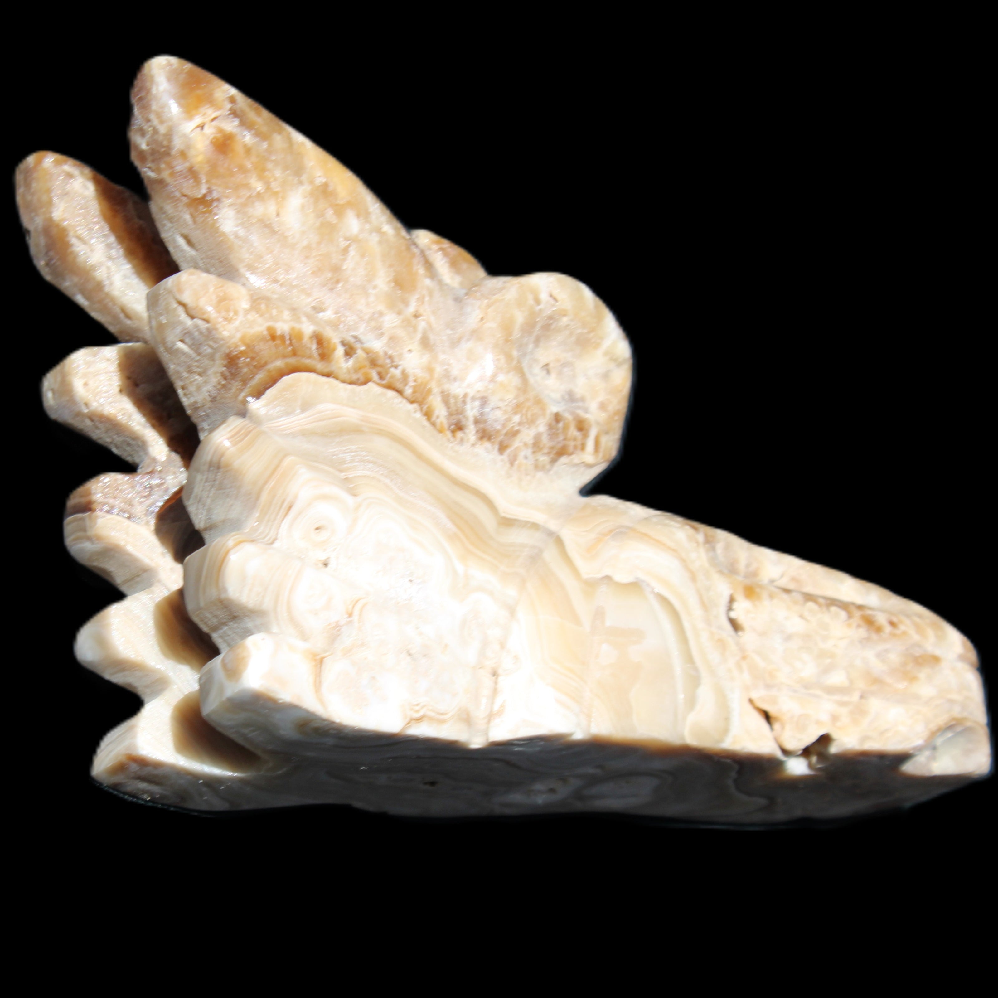 Chocolate Calcite Dragon's head hand-carved 118*41*85mm 494g in sunlight - Rocks and Things Store