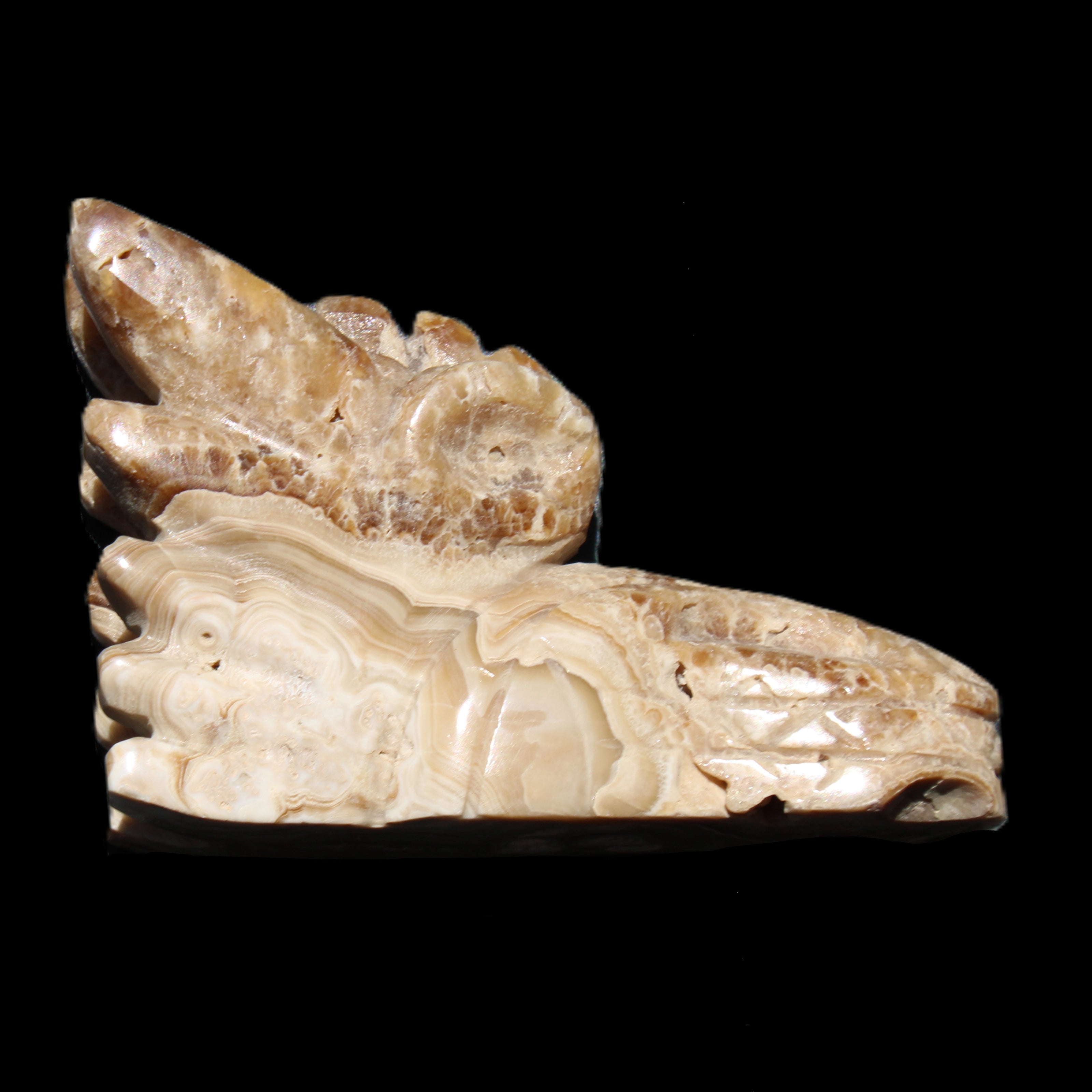 Chocolate Calcite Dragon's head hand-carved 118*41*85mm 494g in sunlight - Rocks and Things Store