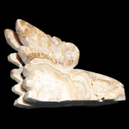 Chocolate Calcite Dragon's head hand-carved 118*41*85mm 494g in sunlight - Rocks and Things Store
