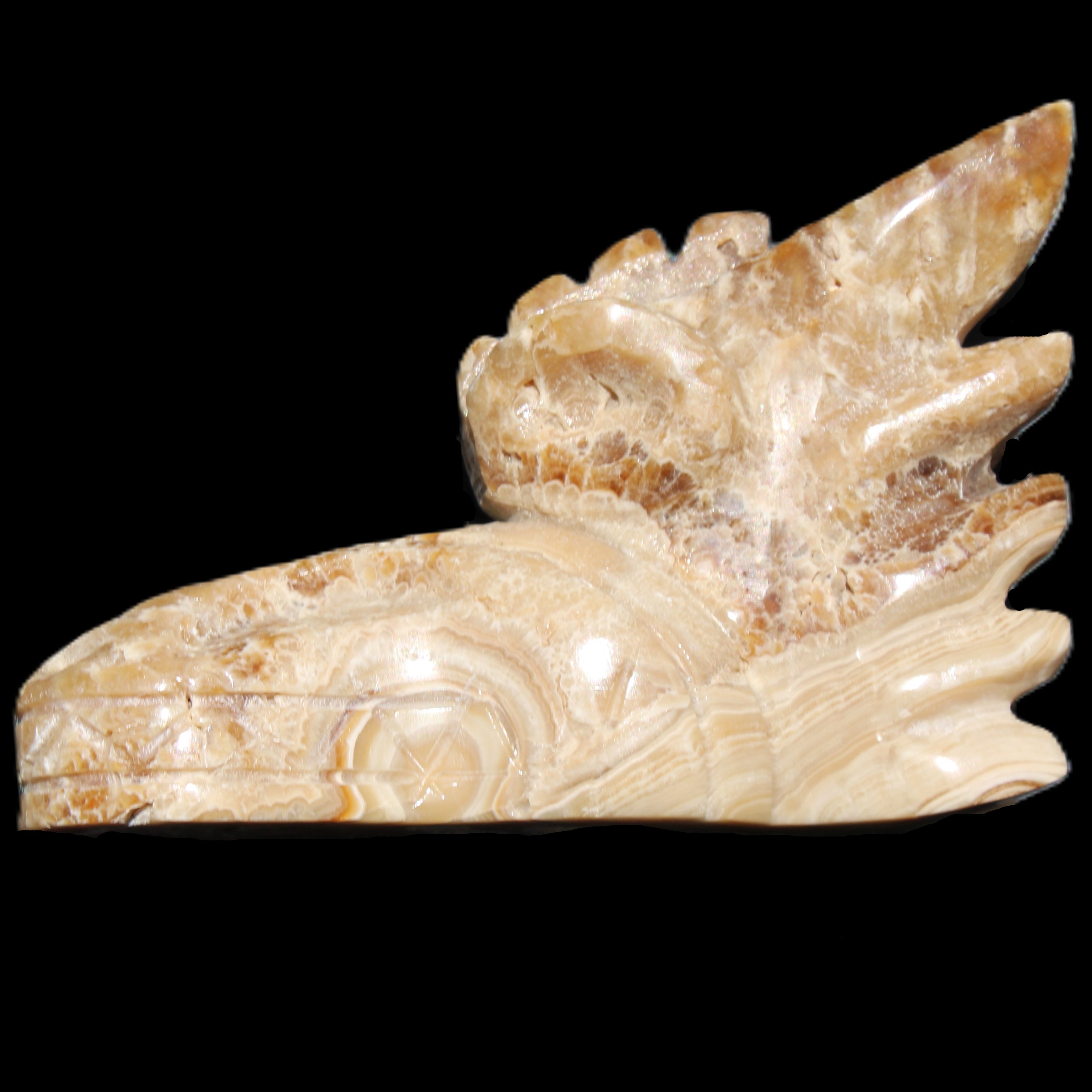 Chocolate Calcite Dragon's head hand-carved 118*41*85mm 494g in sunlight - Rocks and Things Store