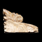 Chocolate Calcite Dragon's head hand-carved 118*41*85mm 494g in sunlight - Rocks and Things Store