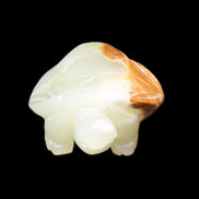 Afghan Jade Turtle hand-carved 85*60*37mm 183g in sunlight - Rocks and Things Store