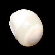 Afghan Jade skull hand-carved 55*48*33mm 172g in sunlight - Rocks and Things Store