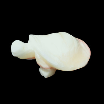 Afghan Jade Turtle hand-carved 85*58*32mm 153g in sunlight - Rocks and Things Store