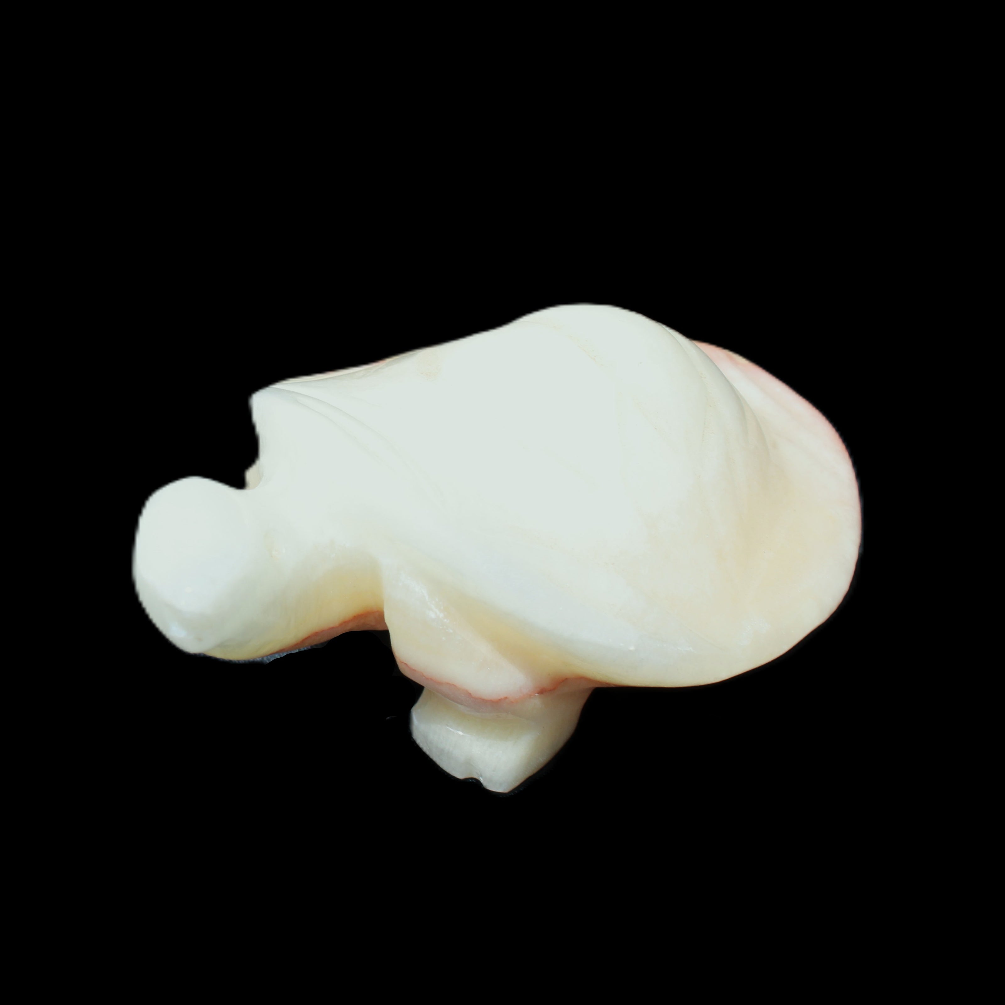 Afghan Jade Turtle hand-carved 85*58*32mm 153g in sunlight - Rocks and Things Store