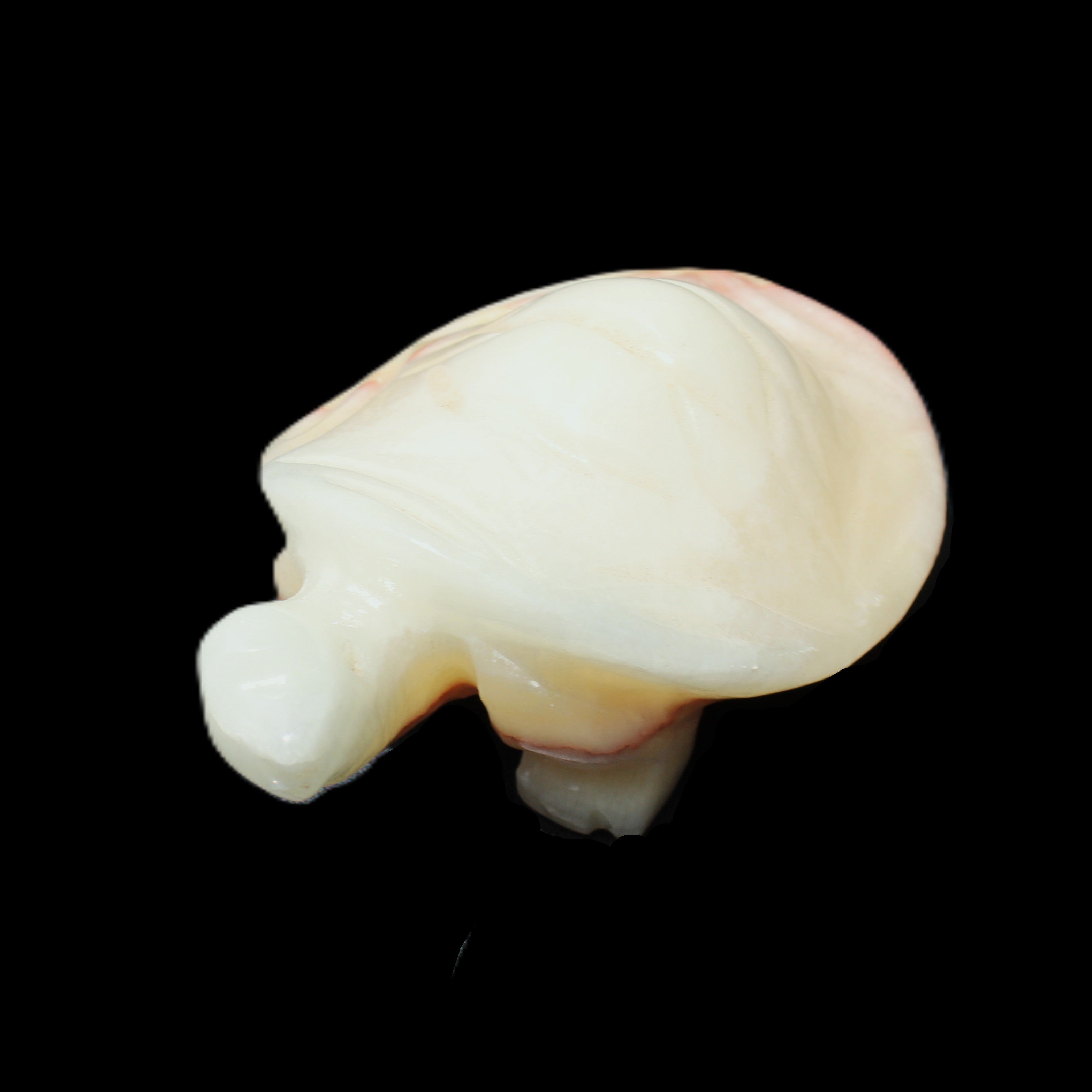 Afghan Jade Turtle hand-carved 85*58*32mm 153g in sunlight - Rocks and Things Store