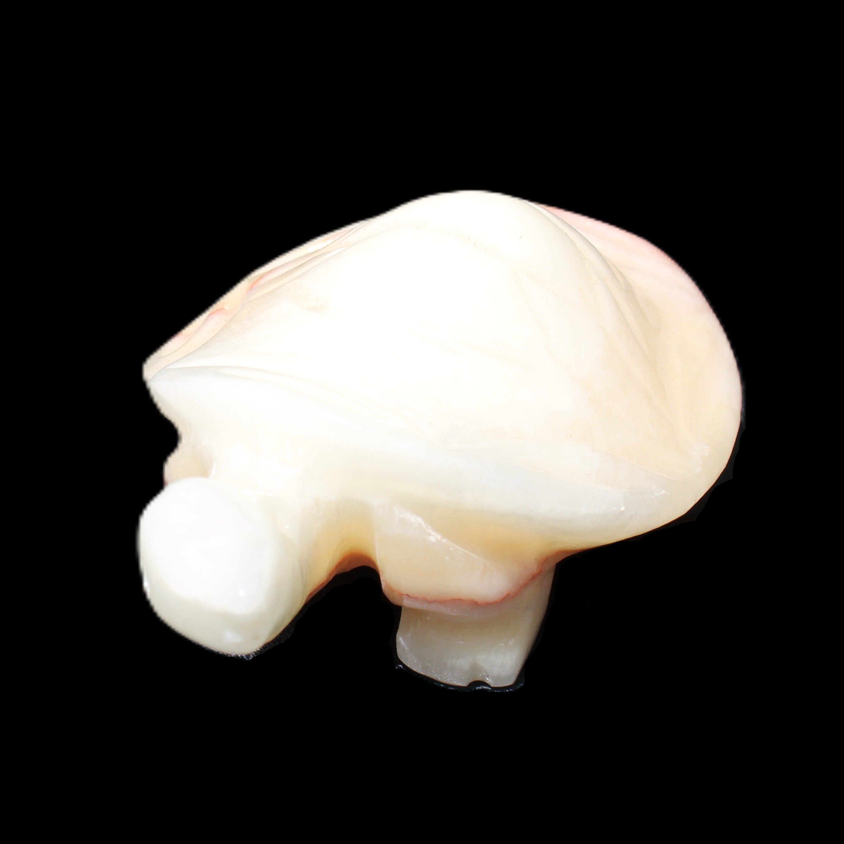 Afghan Jade Turtle hand-carved 85*58*32mm 153g in sunlight - Rocks and Things Store