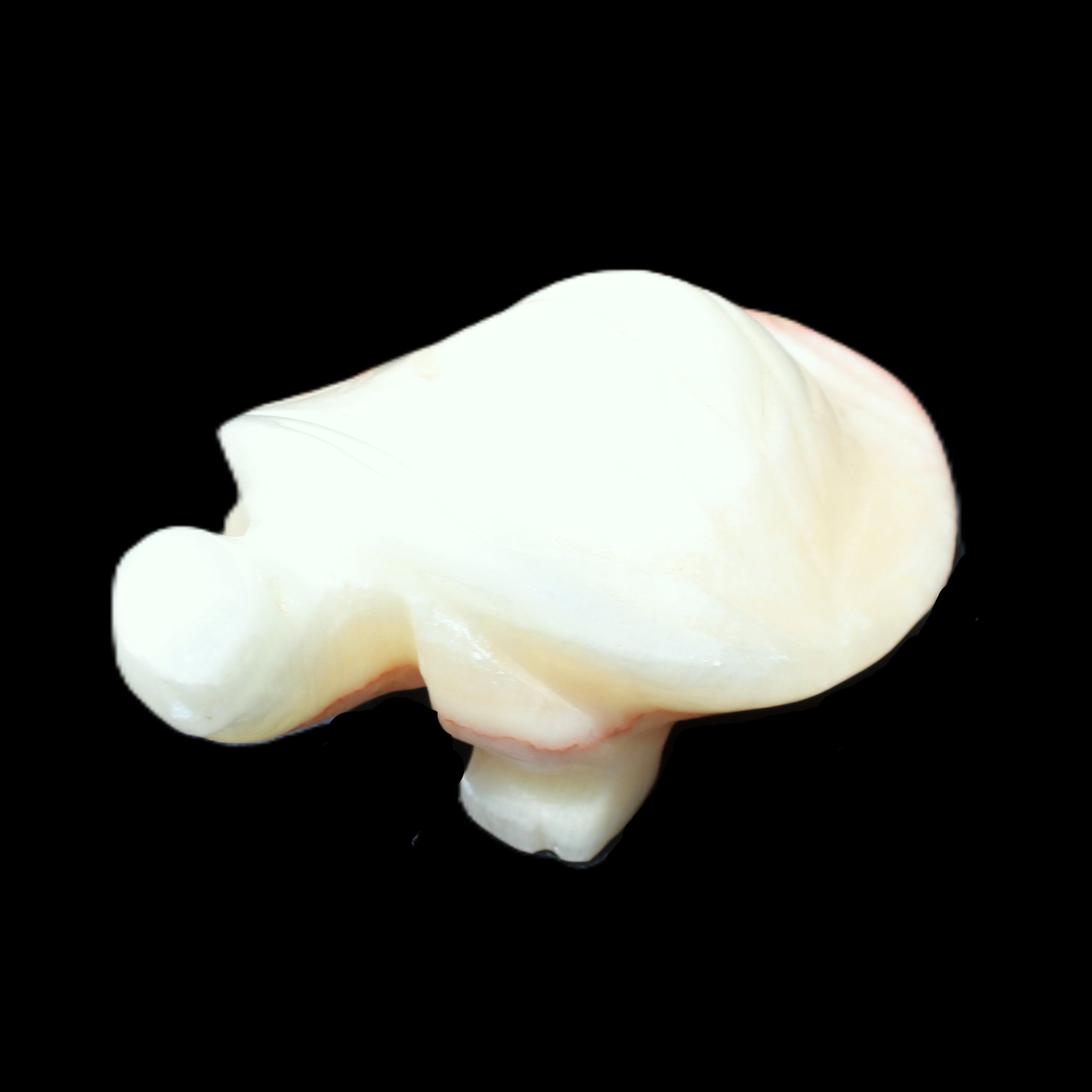 Afghan Jade Turtle hand-carved 85*58*32mm 153g in sunlight - Rocks and Things Store