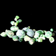 Green Garnet from Pakistan 26 tiny crystals 6.9g in sunlight - Rocks and Things Store