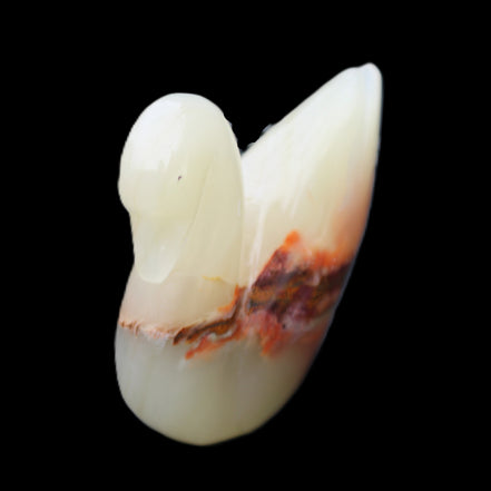 Afghan Jade hand-carved Swan 103*32*85mm 328g in sunlight - Rocks and Things Store