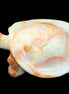 Afghan Jade hand-carved Turtle 105*78*41mm 314g in sunlight - Rocks and Things Store