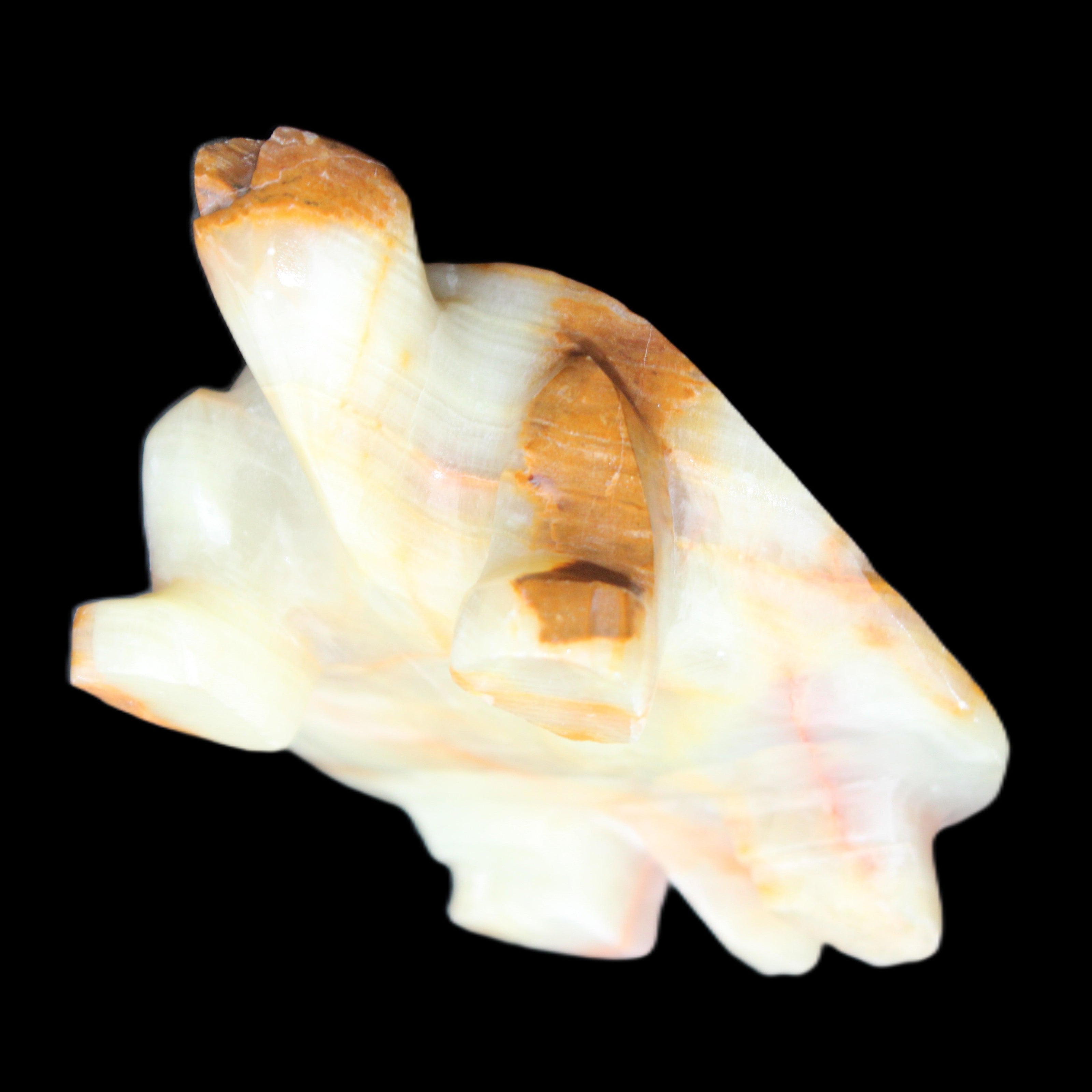 Afghan Jade hand-carved Turtle 105*78*41mm 314g in sunlight - Rocks and Things Store