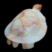 Afghan Jade hand-carved Turtle 105*78*41mm 314g in sunlight - Rocks and Things Store