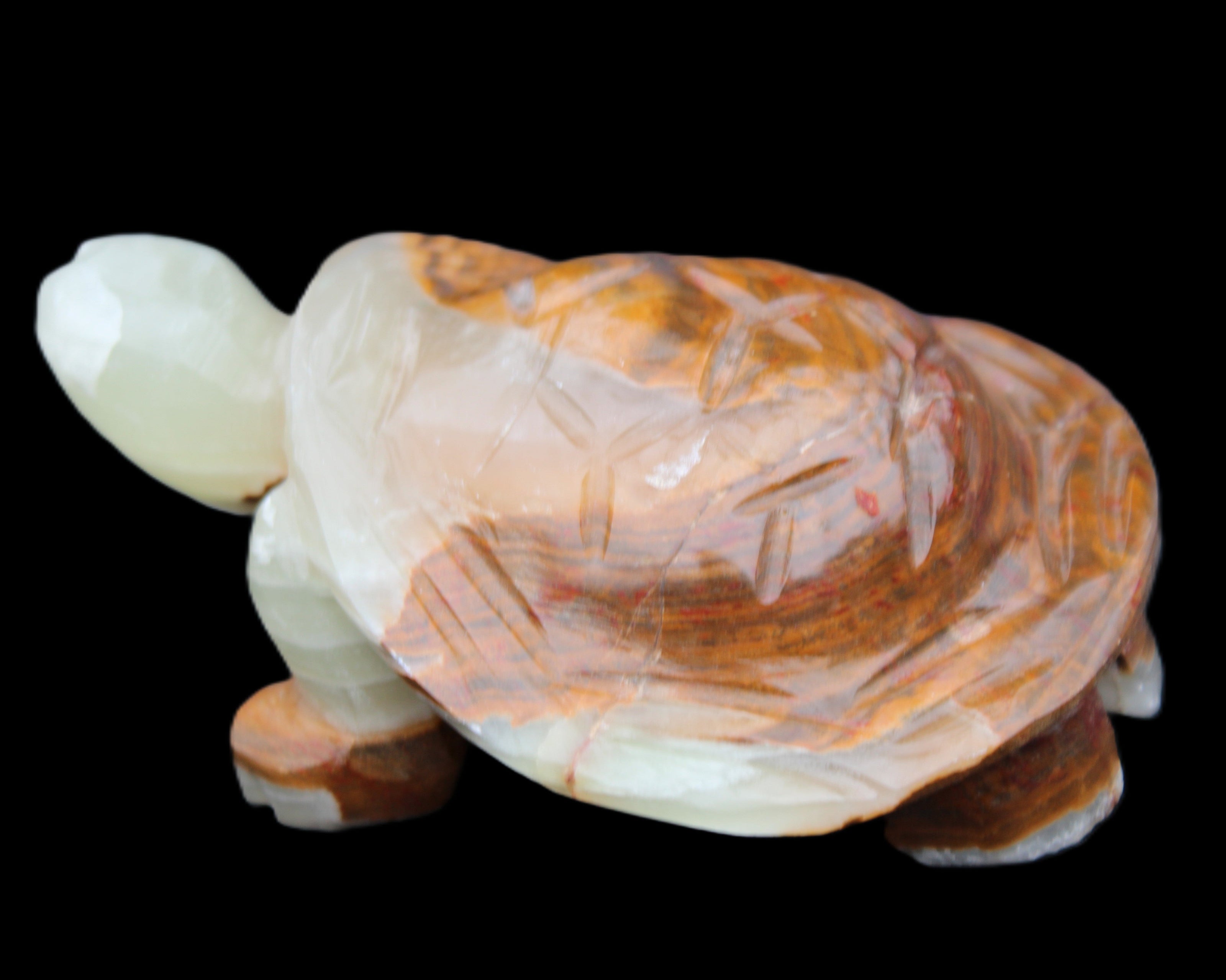Afghan Jade hand-carved Turtle 107*80*37mm 286g in sunlight - Rocks and Things Store