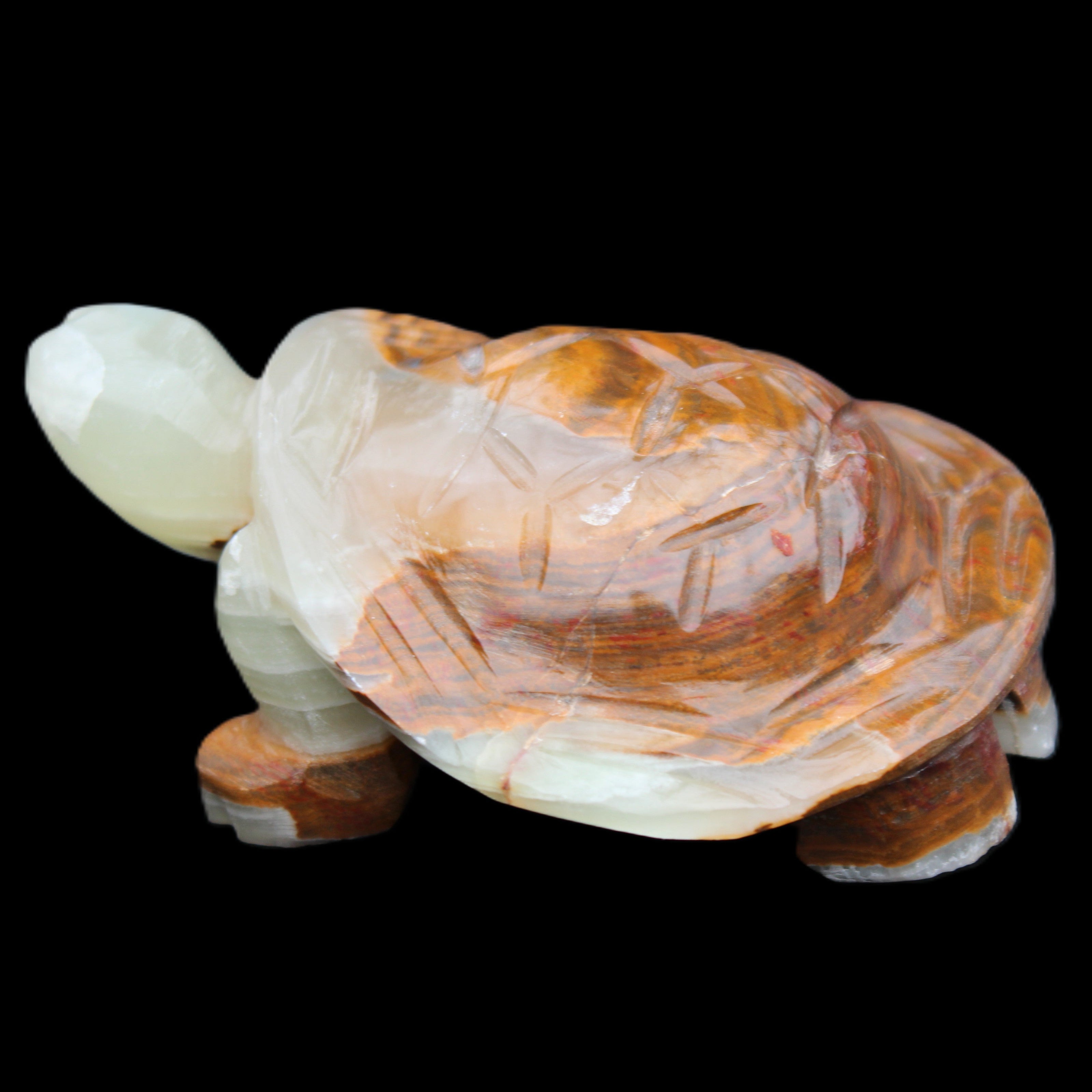 Afghan Jade hand-carved Turtle 107*80*37mm 286g in sunlight - Rocks and Things Store
