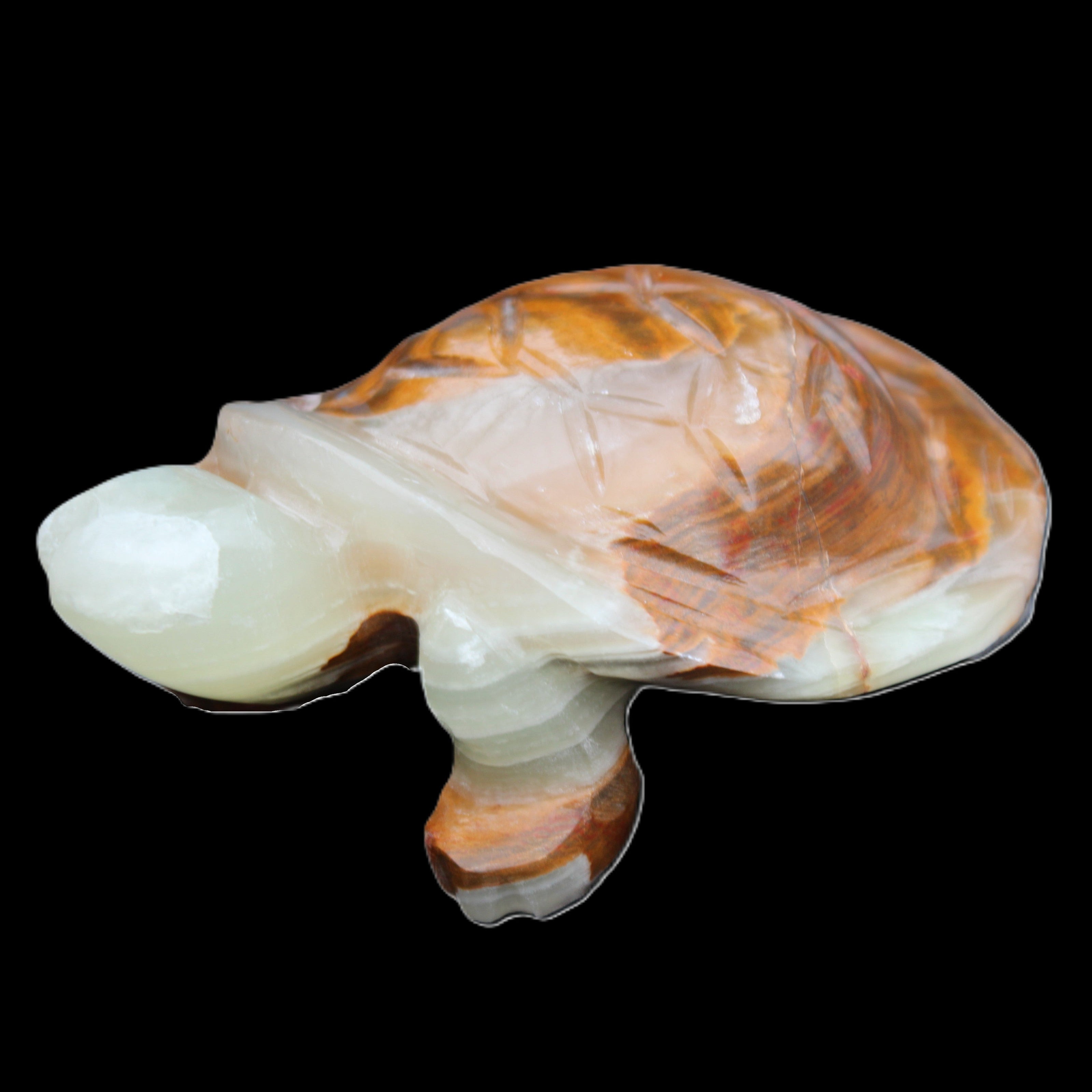 Afghan Jade hand-carved Turtle 107*80*37mm 286g in sunlight - Rocks and Things Store