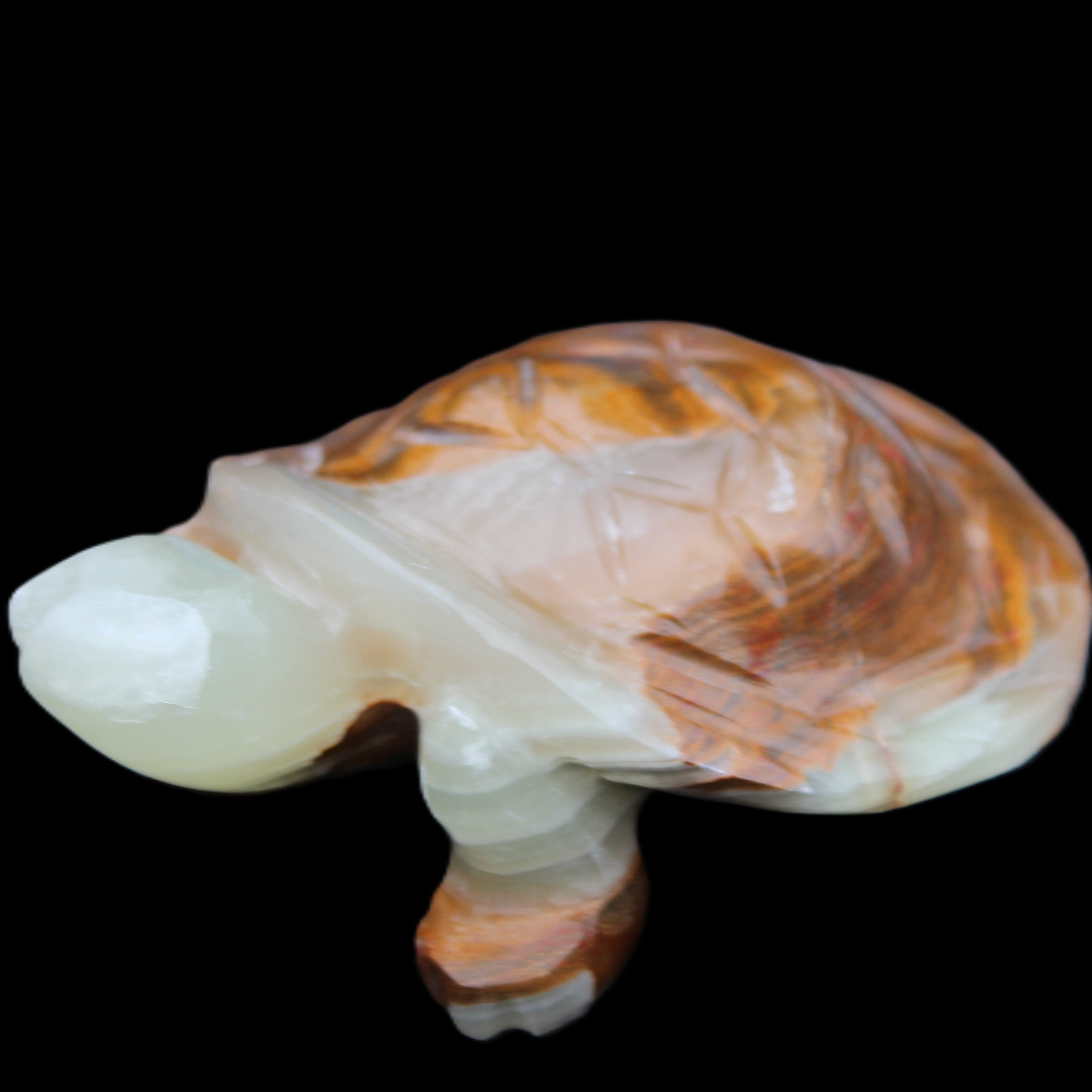 Afghan Jade hand-carved Turtle 107*80*37mm 286g in sunlight - Rocks and Things Store