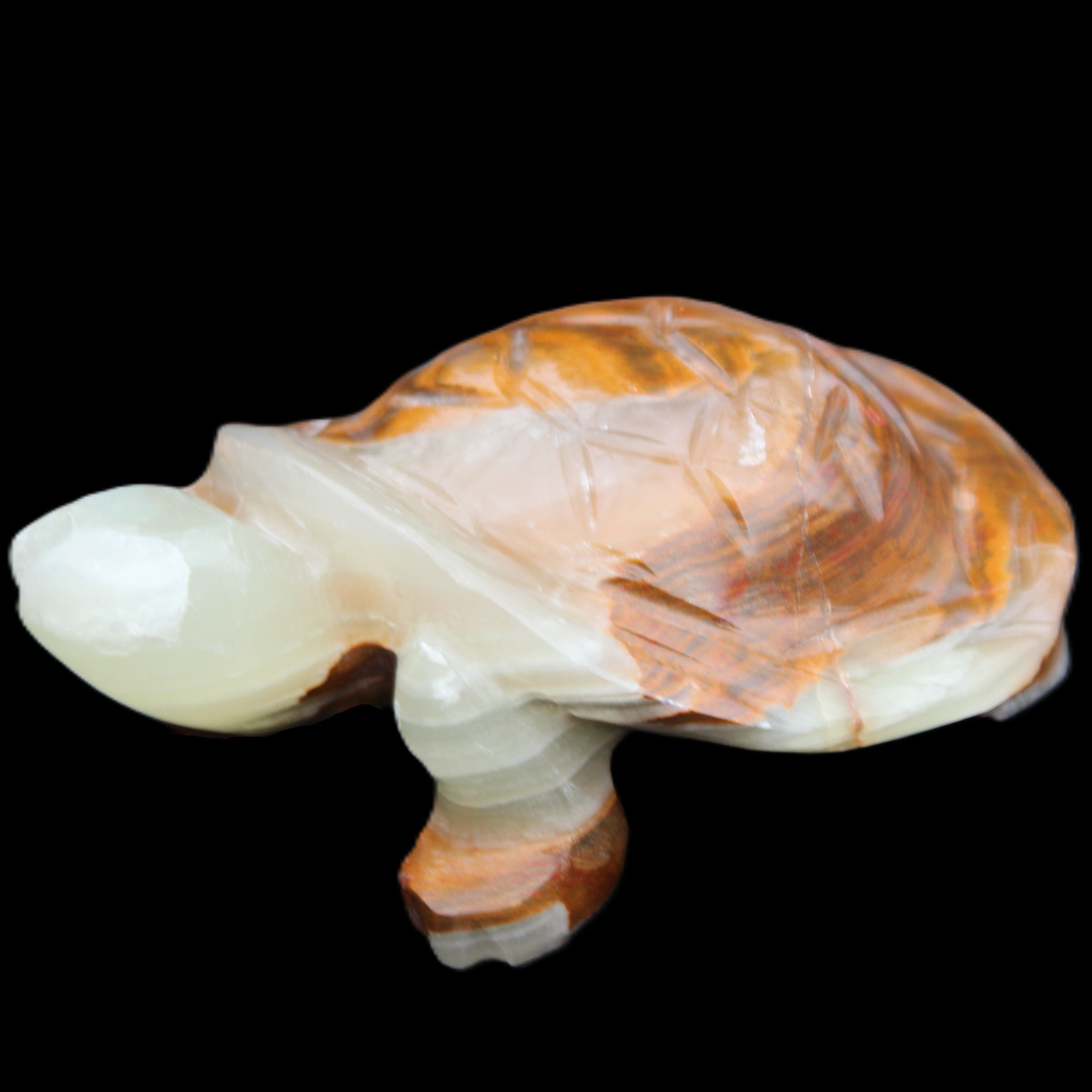 Afghan Jade hand-carved Turtle 107*80*37mm 286g in sunlight - Rocks and Things Store