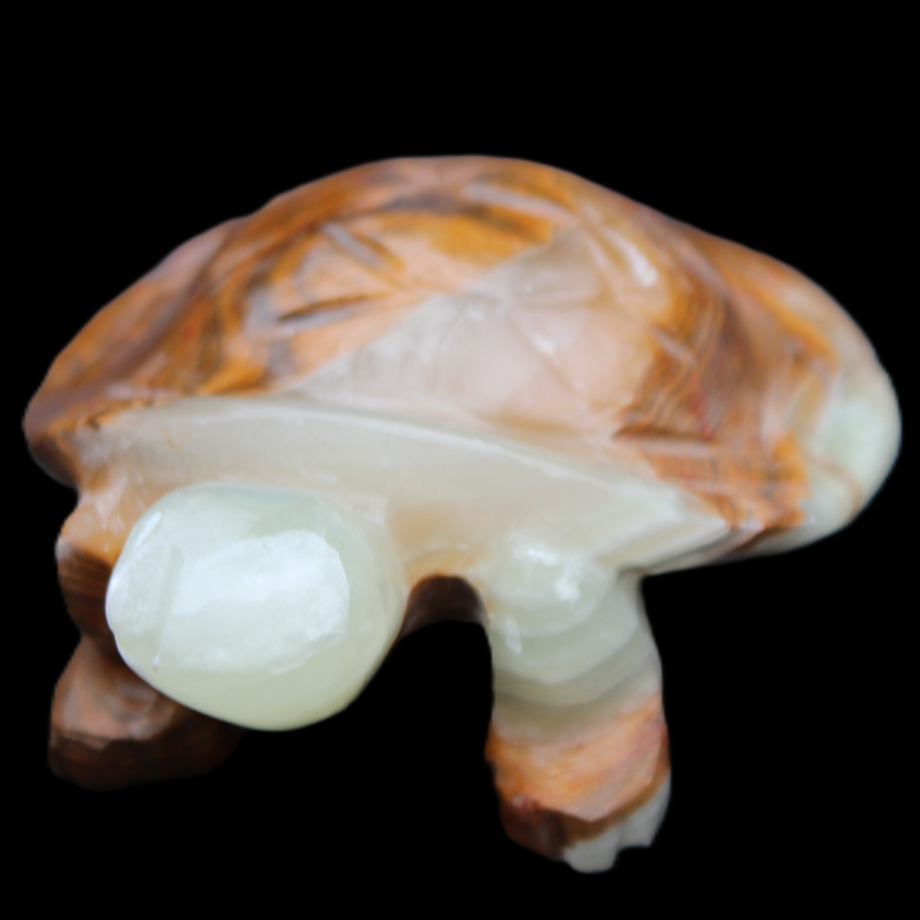 Afghan Jade hand-carved Turtle 107*80*37mm 286g in sunlight - Rocks and Things Store