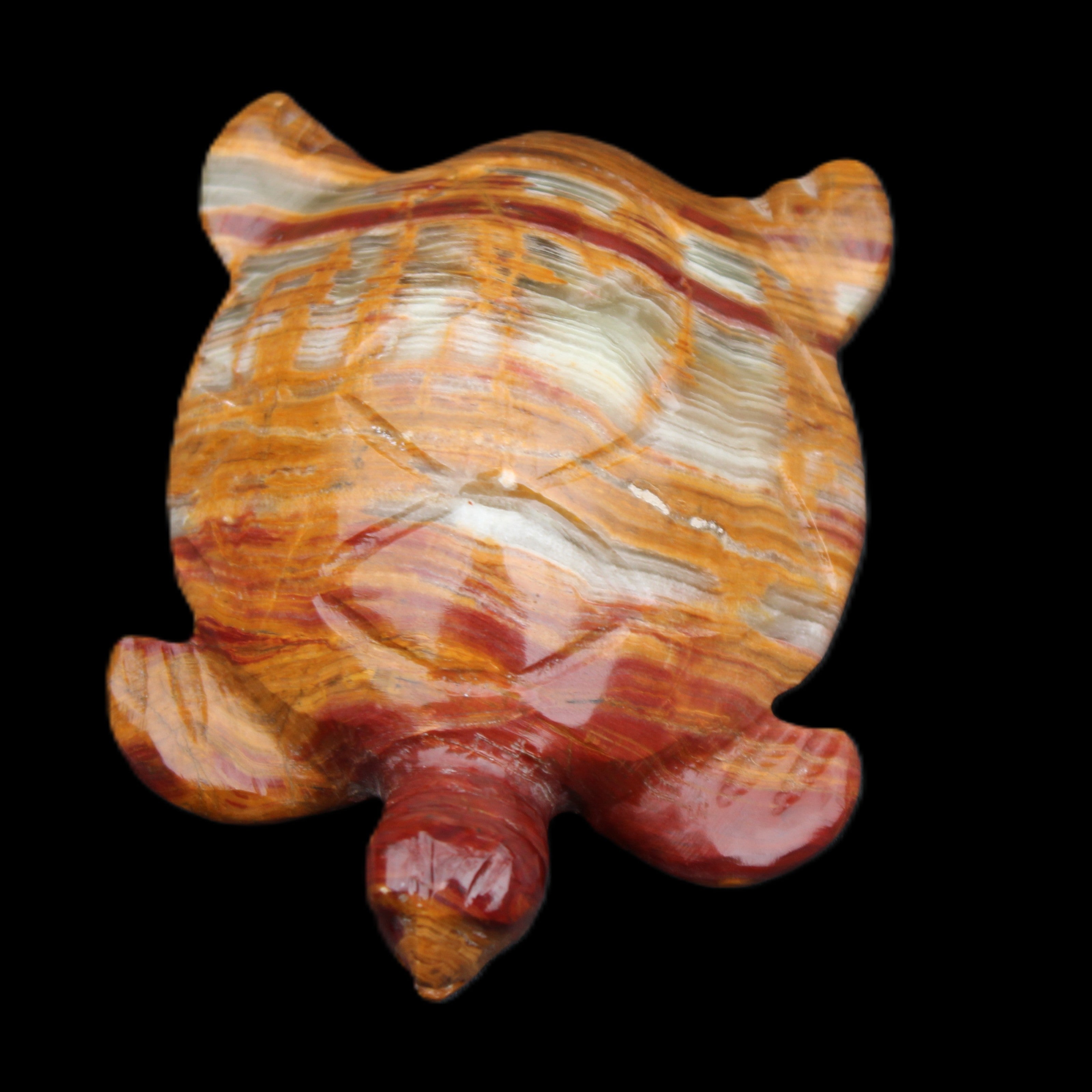 Afghan Jade hand-carved Turtle 100*72*35mm 270g in sunlight - Rocks and Things Store