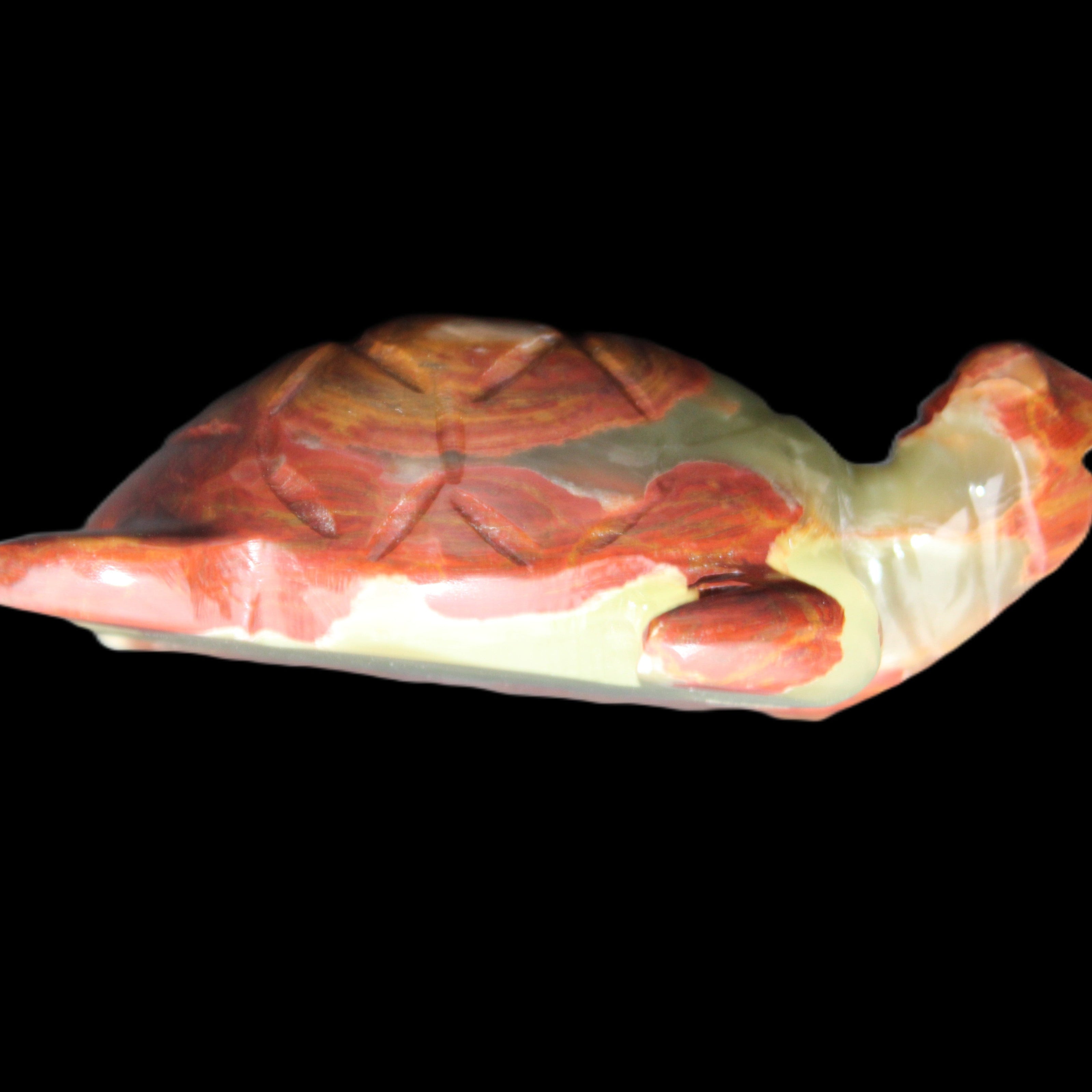 Afghan Jade hand-carved Turtle 99*76*38mm 319g in sunlight - Rocks and Things Store