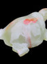 Afghan Jade hand-carved Turtle 100*74*37mm 313g in sunlight - Rocks and Things Store