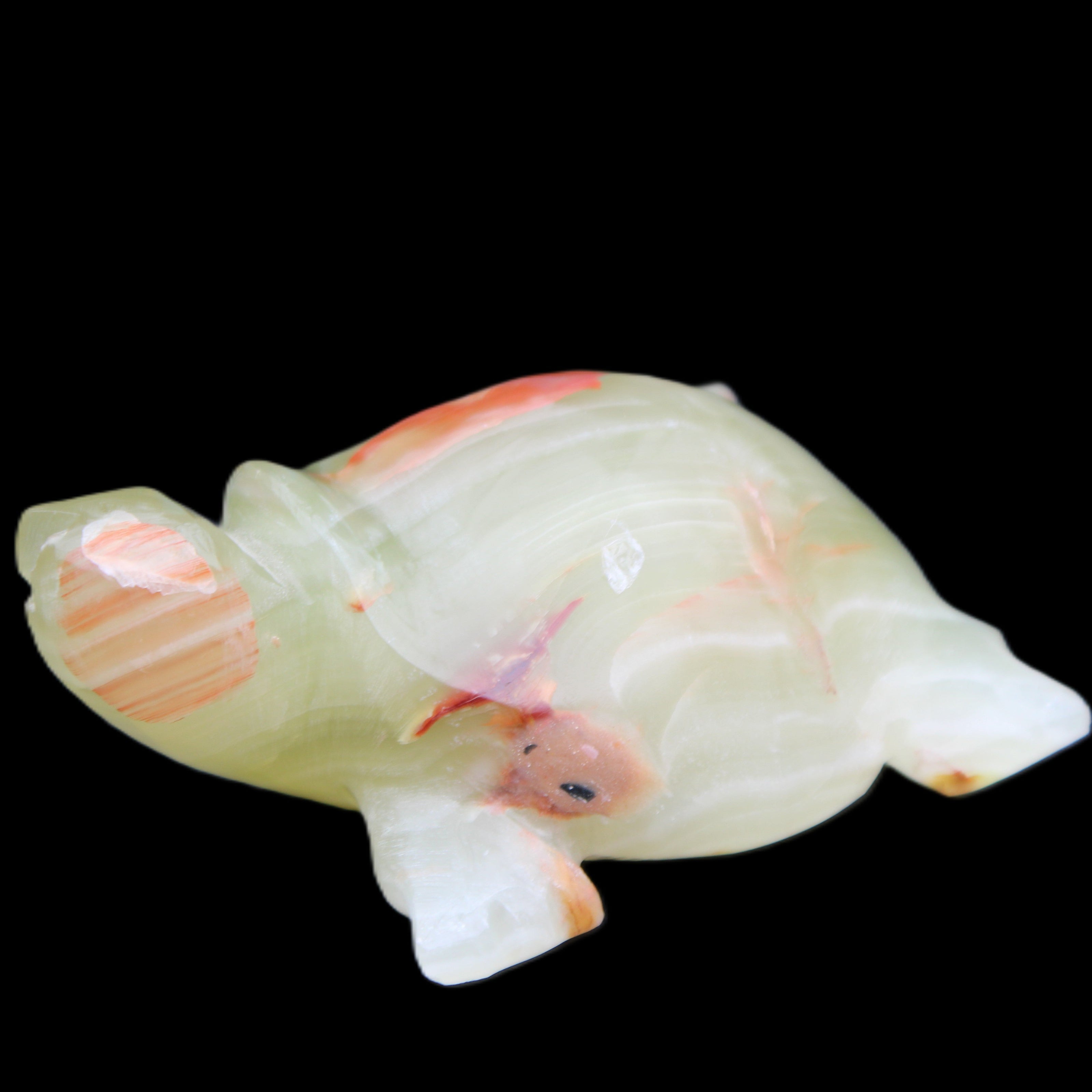 Afghan Jade hand-carved Turtle 100*74*37mm 313g in sunlight - Rocks and Things Store
