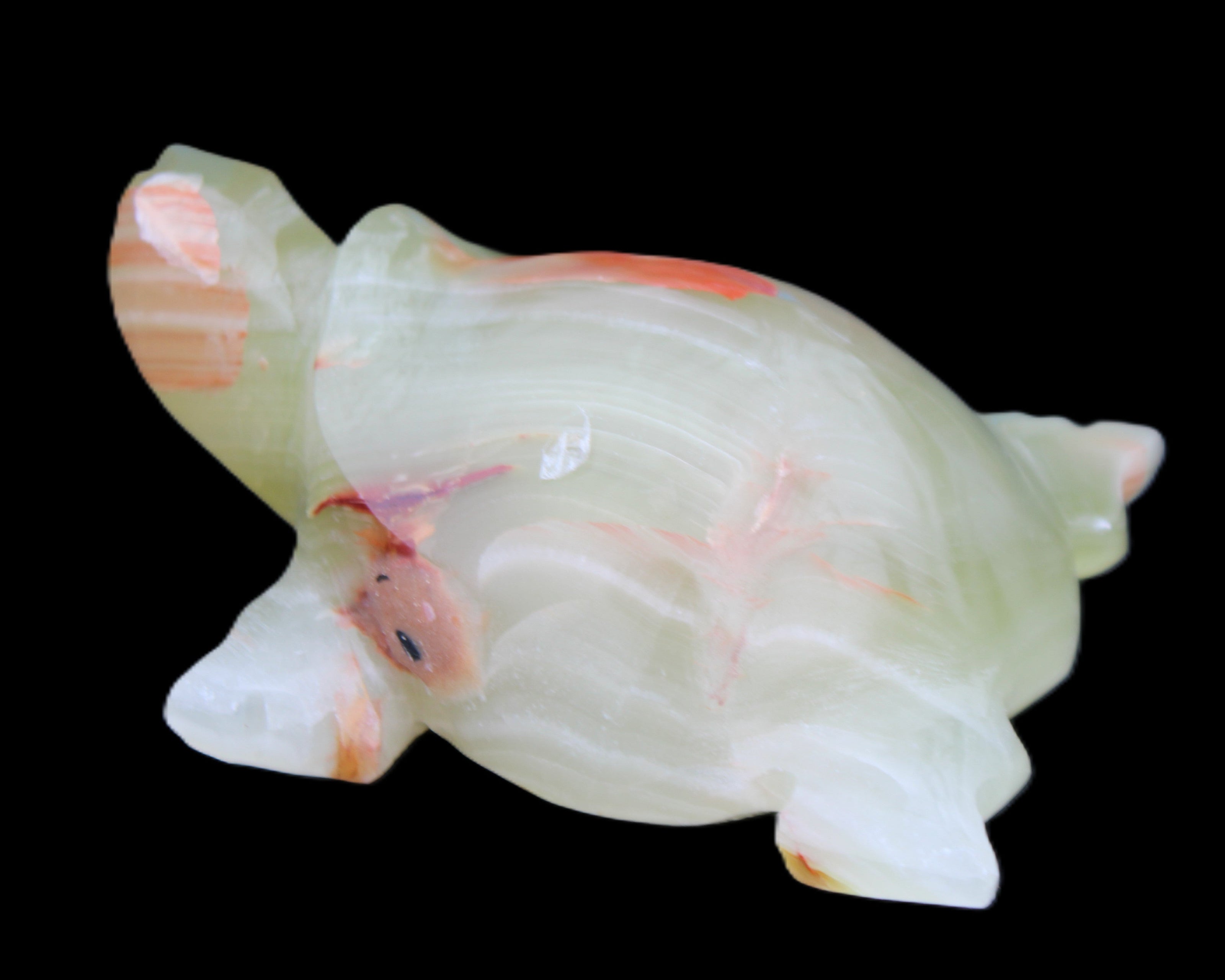 Afghan Jade hand-carved Turtle 100*74*37mm 313g in sunlight - Rocks and Things Store