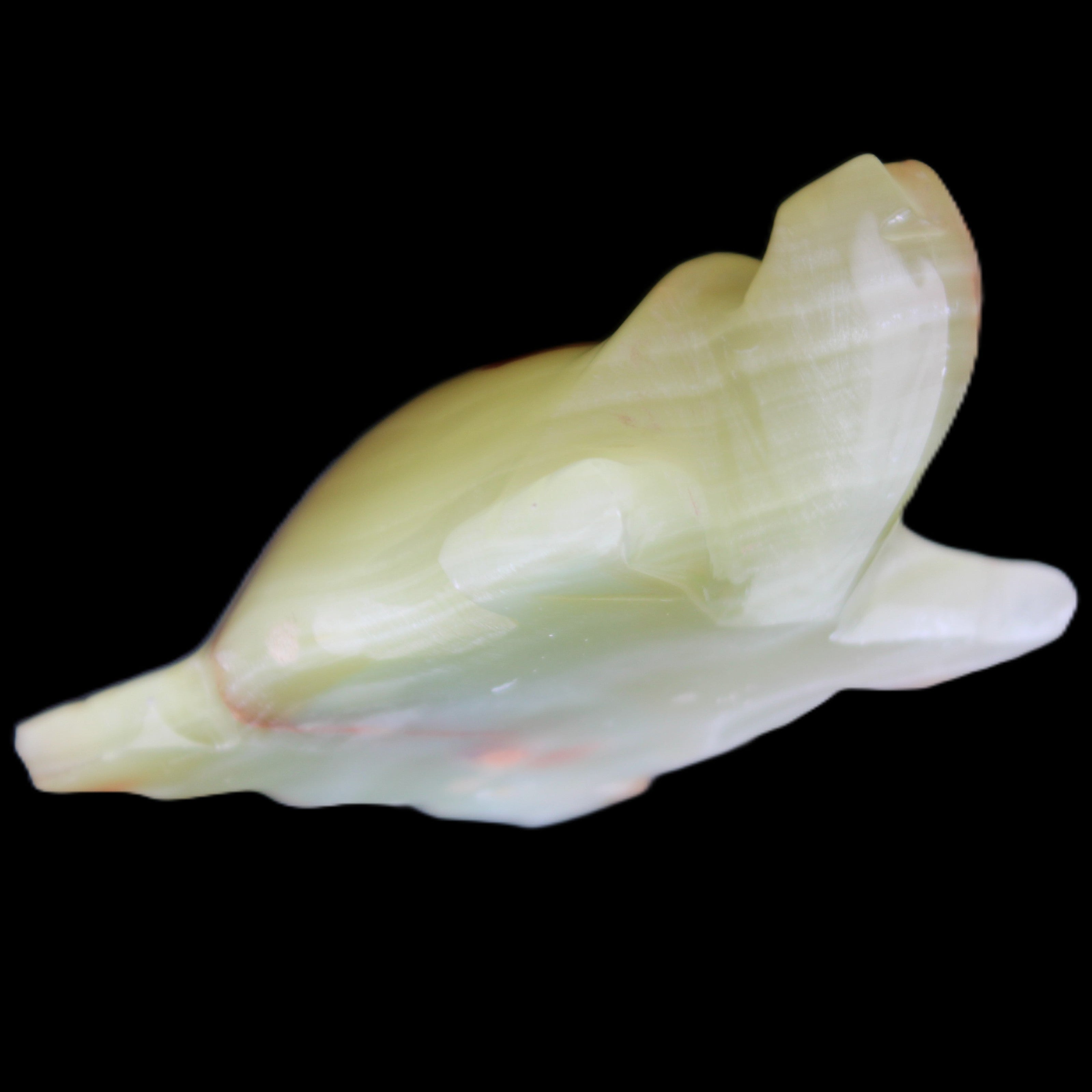 Afghan Jade hand-carved Turtle 100*74*37mm 313g in sunlight - Rocks and Things Store