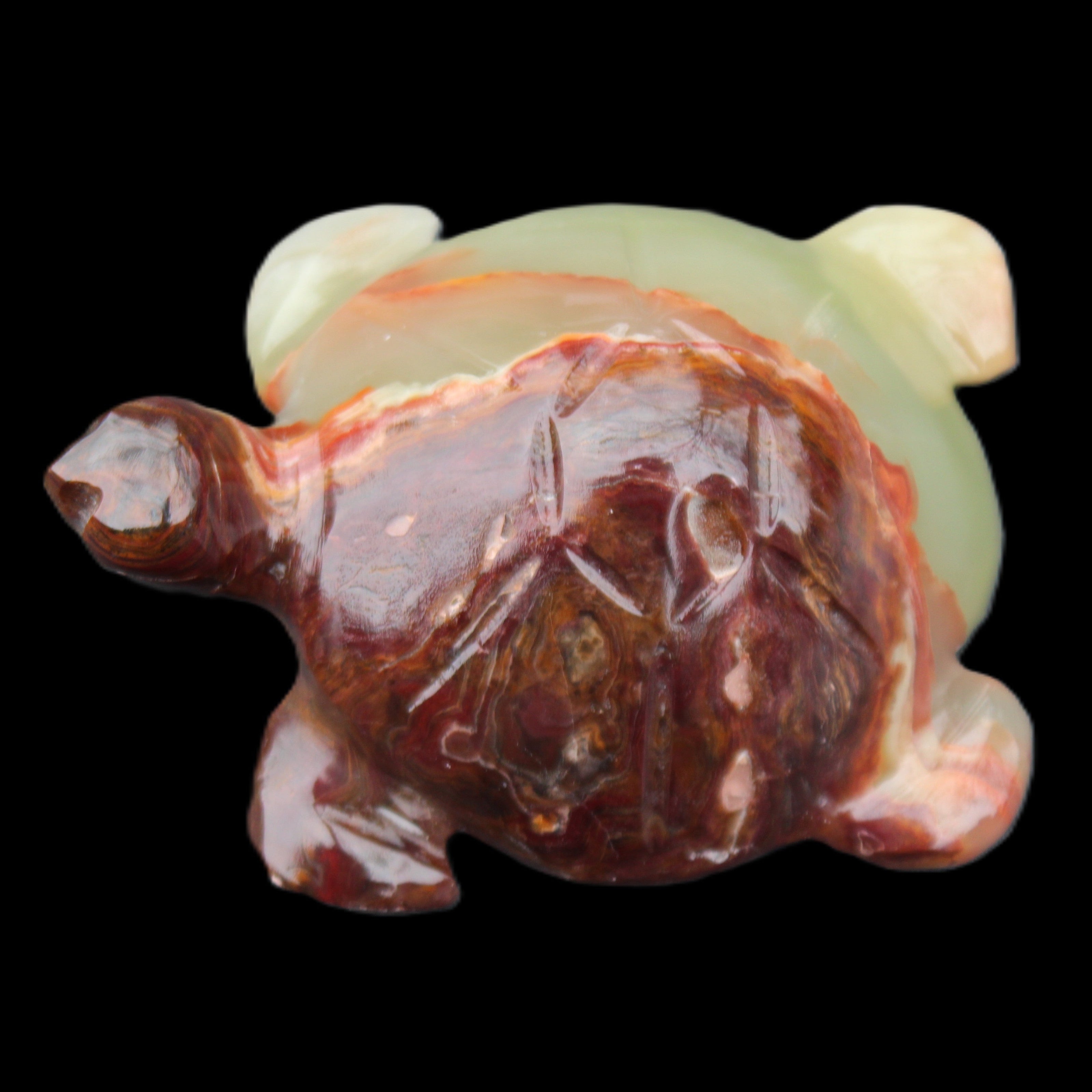 Afghan Jade hand-carved Turtle 99*74*33mm 283g in sunlight - Rocks and Things Store