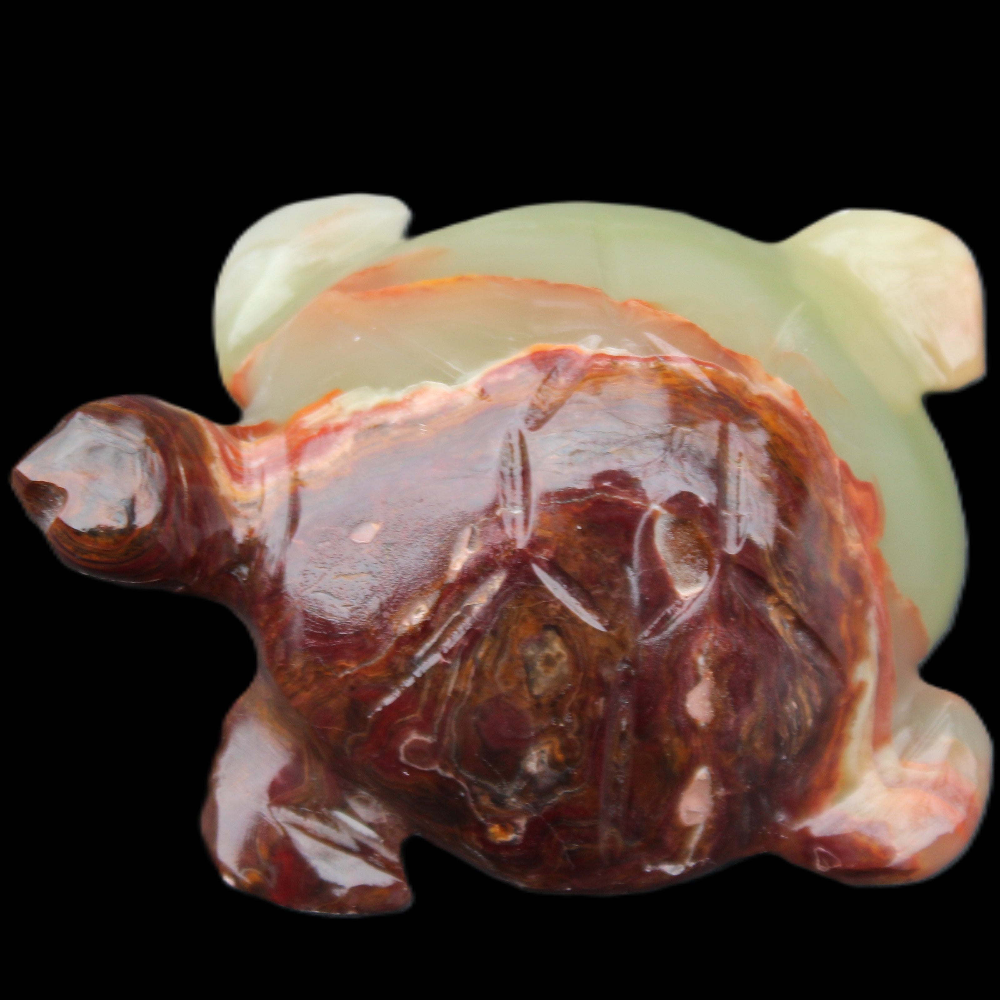 Afghan Jade hand-carved Turtle 99*74*33mm 283g in sunlight - Rocks and Things Store