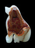 Afghan Jade hand-carved Dog 73*35*106mm 431g in sunlight - Rocks and Things Store