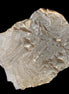 Clear Fluorite cubic stepped cluster 104*72*50mm 660g in sunlight - Rocks and Things Store