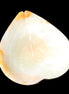 Afghan Jade hand-carved heart-shaped dish 104*110*30mm 265g in sunlight - Rocks and Things Store