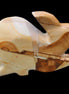Teakwood marble hand-carved Rabbit 155*105*25mm 571g in sunlight - Rocks and Things Store