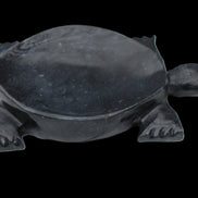 Black Jade hand-carved Turtle platter 155**112*22mm 578g in sunlight - Rocks and Things Store