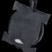 Black Jade hand-carved Turtle platter 157*112*20mm 489g in sunlight - Rocks and Things Store
