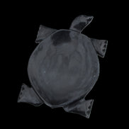 Black Jade hand-carved Turtle platter 157*112*20mm 489g in sunlight - Rocks and Things Store
