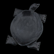 Black Jade hand-carved Turtle platter 157*112*20mm 489g in sunlight - Rocks and Things Store
