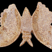 Chocolate Calcite hand-carved Butterfly dual platter 205*30*184mm 1076g in sunlight - Rocks and Things Store