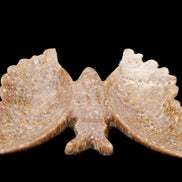 Chocolate Calcite hand-carved Butterfly dual platter 206*30*188mm 1113g in sunlight - Rocks and Things Store
