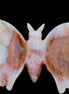 Afghan Jade hand-carved dual platter Butterfly 205*30*184mm 1030g in sunlight - Rocks and Things Store