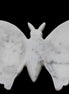 White Jade hand-carved dual platter Butterfly 203*27*185mm 981g in sunlight - Rocks and Things Store