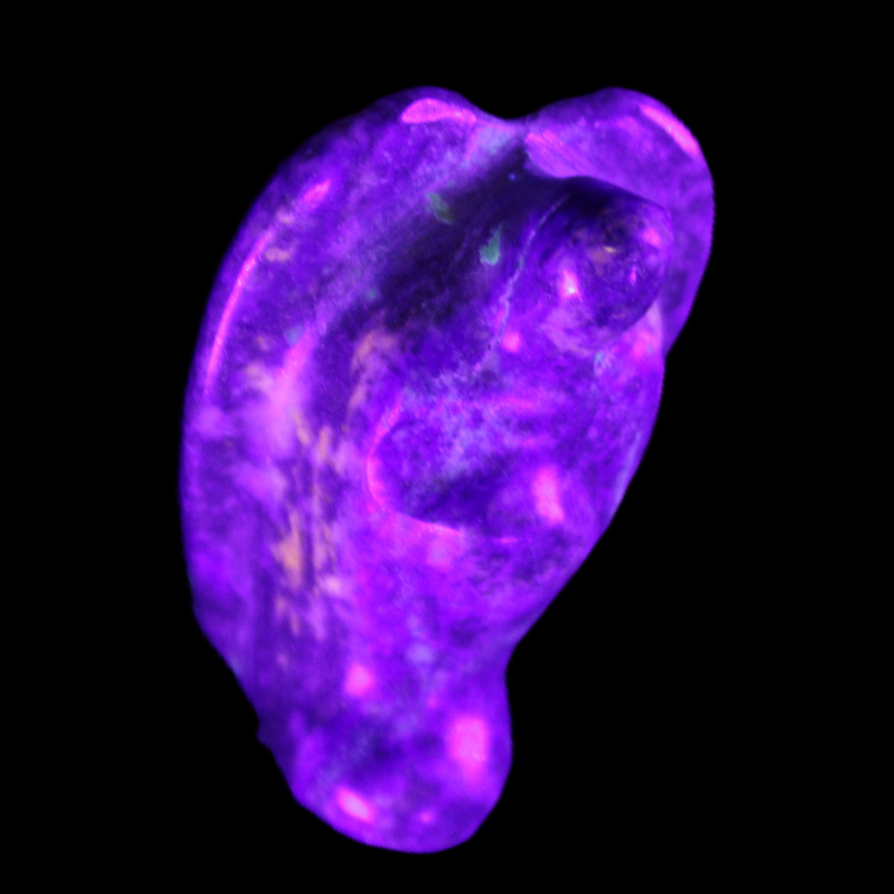 Lapis Lazuli Guardian Angel 30*21*44mm 46g in UV light - Rocks and Things Store