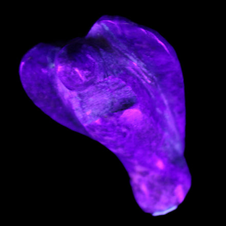 Lapis Lazuli Guardian Angel 30*16*45mm 31g in UV light - Rocks and Things Store